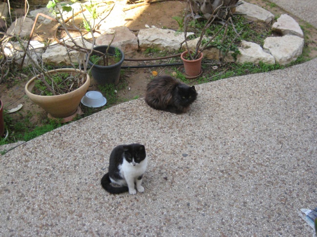 Cookie and Ms. Kitty